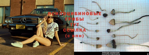 ПСИЛОЦИБИНОВЫЕ ГРИБЫ Абдулино